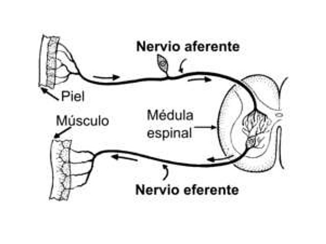 Charles Sherrington y Edgar Adrián recibieron el Premio Nobel.