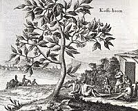 DESCUBRIMIENTOS DEL PRIMER GRANO DE CAFÉ EN ETÍOPA