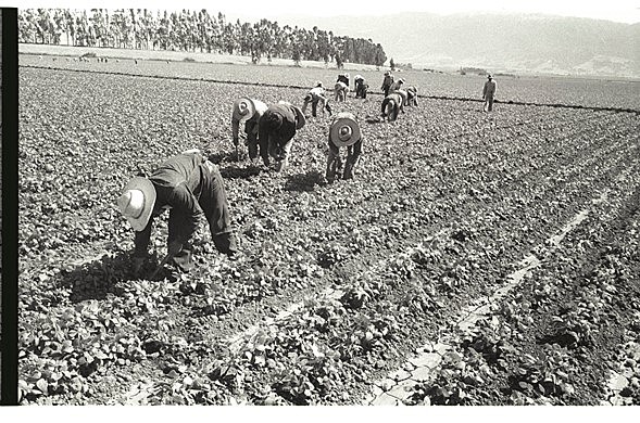 1942 -1962  PROGRAMA BRACERO