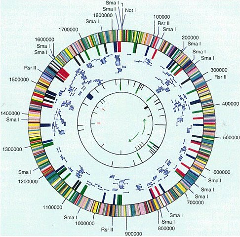 Secuenciación del genoma de Haemophilus influenzae