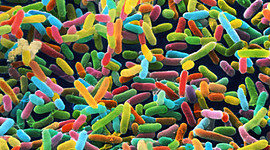 Timeline: Historia de la microbiologia