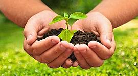 Timeline: CICLO DE VIDA DE UNA PLANTA