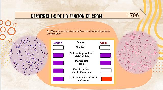 Desarrollo de la tinción de gram