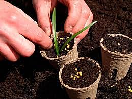 LA SEMILLA CAE EN EL SUELO HÚMEDO