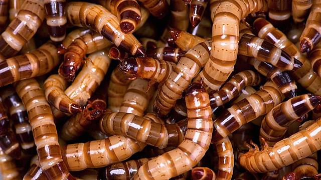 HELMINTOLOGÍA (ESTUDIO DE LOS GUSANOS)