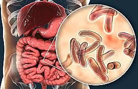 SE DESCUBRE EL BACILO DEL CÓLERA