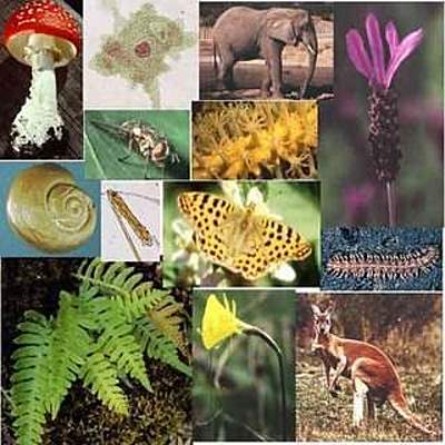 Timeline: clasificación de los seres vivos