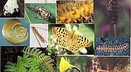 Timeline: clasificación de los seres vivos