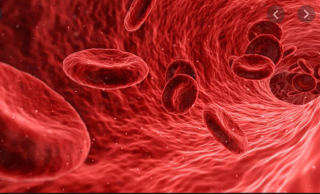 LA CIRCULACIÓ DE LA SANG