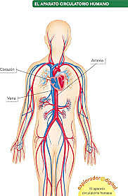 semana 3: la circulación