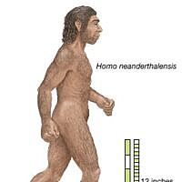 Homo sapiens Neanderthal