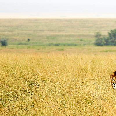 Timeline: Línea de tiempo medio ambiente
