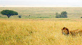 Timeline: Línea de tiempo medio ambiente