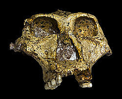 Paranthropus roustus
