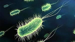 Escherichia coli