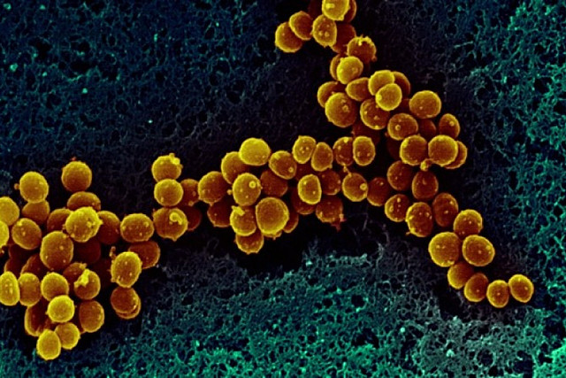 Primeres formes de vida