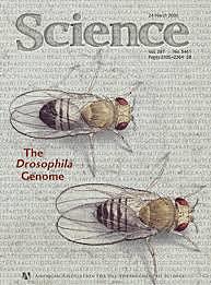 Genoma completo de Drosophila