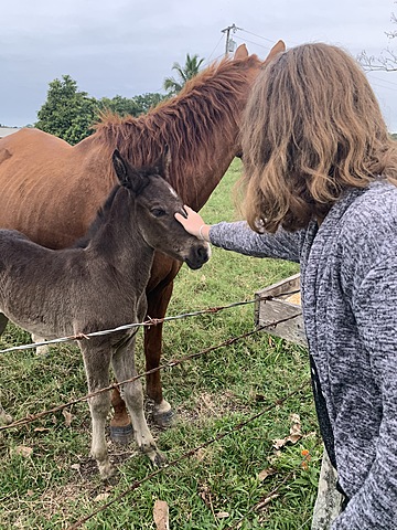 I got to pet a 18 month foal
