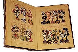 Libellus de medicinalibus indorum herbis