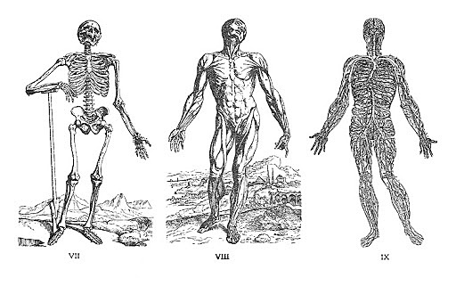 Publicación de “Sobre la estructura del cuerpo humano” de Andrés Vesalio