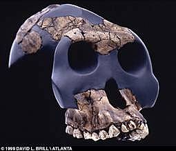 Australopithecus Garhi