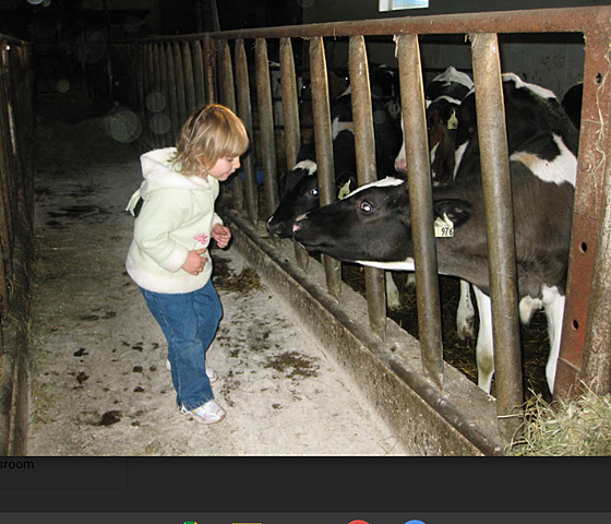 I got to pet a calf on a farm
