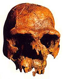 Homo Habilis