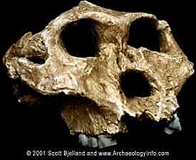 Paranthropus Robustus