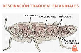 Breathing (clase 3(tipos de respiracion externa))