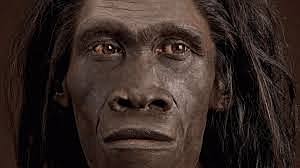 Homo Erectus