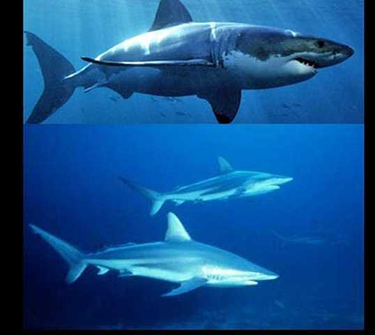 Descubrimiento de los primeros tiburones híbridos en Australia