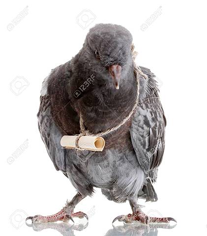 Messenger pigeon