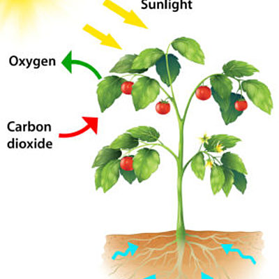 Timeline: The Process of Photosynthesis (2nd Grade)