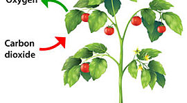 Timeline: The Process of Photosynthesis (2nd Grade)