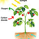 Photosynthesis for kids infographic 300x381
