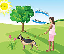 Comparison to Humans