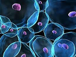 Historia de la física: Siglo XXI. "Programación célular"