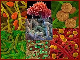 En el país comenzaron a realizarse las primeras investigaciones en este campo de la teoría microbiana