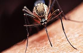 erradicaron la malaria y la fiebre amarilla de la zona