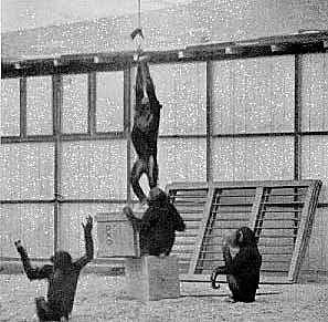 Experimentos de Köhler con chimpancés