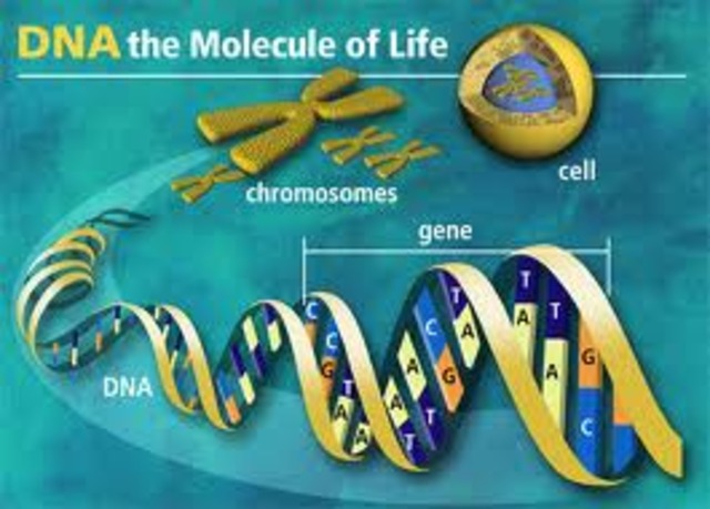 Watson & Crick Describe Structure of DNA