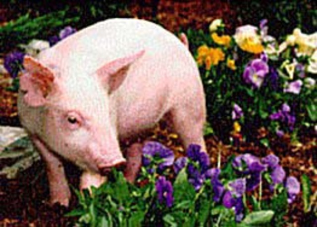 Pig smells sweetness and becomes a friend