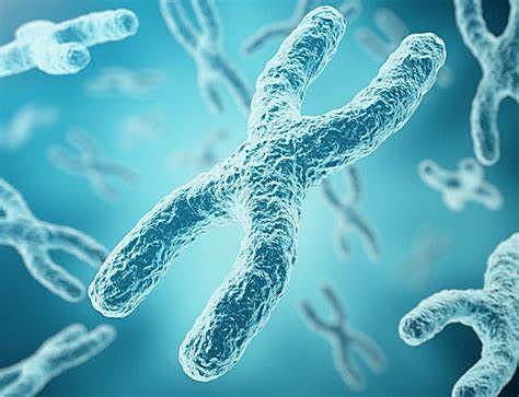 Cromosomas en el ser humano.