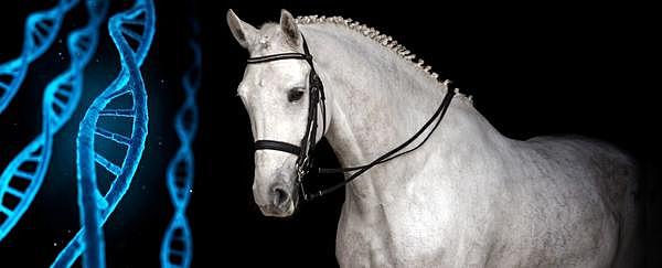 Publicación del genoma del perro, vaca y caballo.