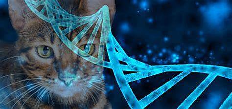 Publicación de la secuencia del genoma del gato y la oveja.