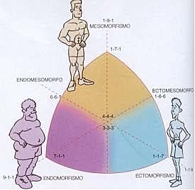 Trabajos tipológicos de Kretschner