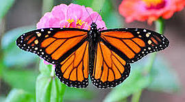 Timeline: C.garvin The life cycle of a butterfly