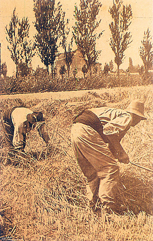 Descobriment de l'agricultura i la ramaderia