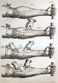 La circulación de la sangre