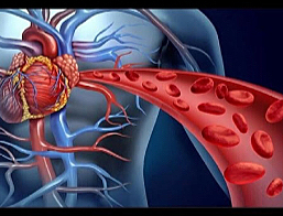 La circulacón de la sangre